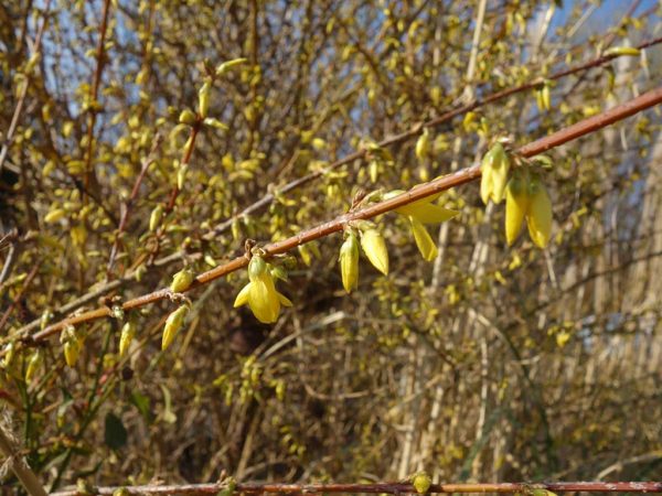 Forsythia: Zeigerpflanze für den Erstfrühling