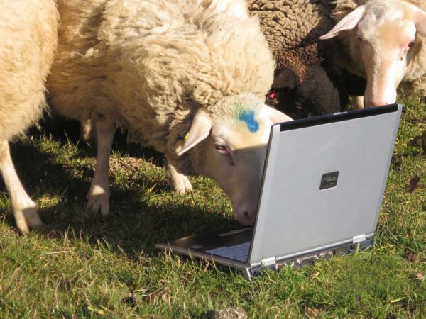 Auf einer Grasfläche steht ein Notebook, direkt auf dem Boden. Direkt davor stehen zwei weiße Schafe die scheinbar interessiert auf den Bildschirm des Computers schauen.