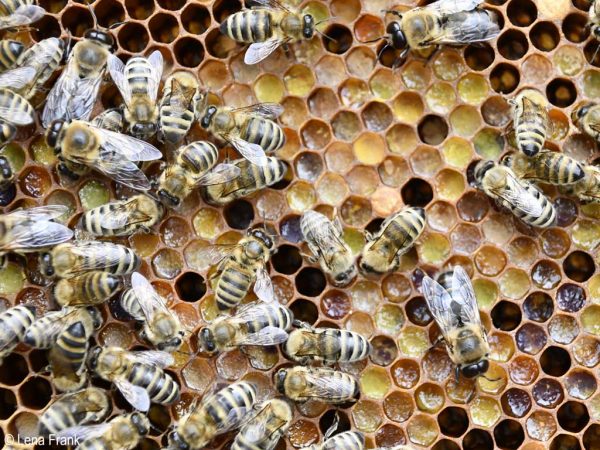 Vitale Bienen auf einer Pollenwabe