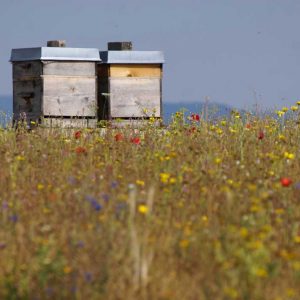 Bienenstand in Blühfläche
