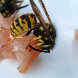 Die Wespe: Eigentlich eine Schönheit