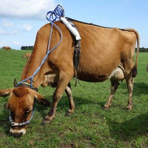 Kuh auf einer Weide mit einem Methanmessgerät am Körper