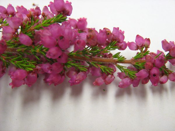 Geöffnete Blüten von Erica gracilis