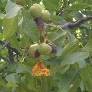 Walnussbaum mit Walnussfruchtfliegenfruchtbefall