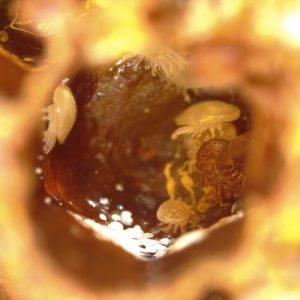 Abb. 3b: Kothaufen der Varroa-Milben in einer Brutzelle. Typischerweise setzen die Milben ihren Kot an der oberen, hinteren Brutzellenwand ab. Der Kot leuchtet hell-weiß im Mikroskoplicht und ist punktförmig, manchmal auch zu einem Häufchen aufgetürmt. Im Gegensatz dazu ist das Puppenhäutchen der Bienenpuppe eher beige und fadenförmig am Boden der Brutzelle zu finden. In dieser Brutzelle wurde die Bienenpuppe entnommen, unterschiedliche Entwicklungsstadien der Varroa-Milbe sind am Zellgrund und an der Seitenwand zu sehen.