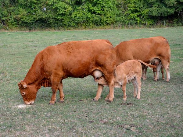 Eine harmonische Limousin-Herde steht im Wiesengrund