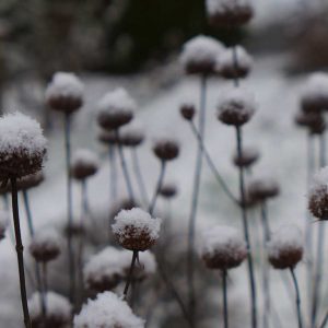 Alte Blütenstände von Stauden stellen optisch belebende Strukturen für den winterlichen Garten dar