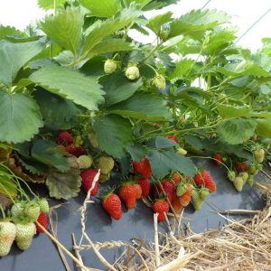 Erdbeerpflanzen mit reifen und unreifen Früchten (Erdbeerdammkultur während einer Ernte)