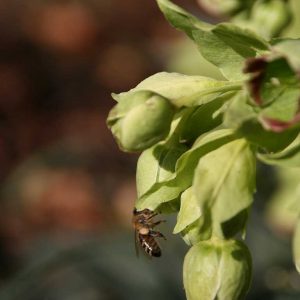 Seitliche Detailaufnahme einer geöffneten hängenden glockenförmigen Blüte, in die gerade eine Honigbiene hinein will