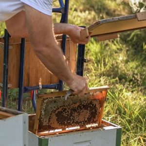Abb. 2: ...Und mit einigen ansitzenden Bienen in eine verschließbare Beute gehängt
