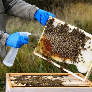 Abb.6: Besprühen der bienenbesetzten Waben