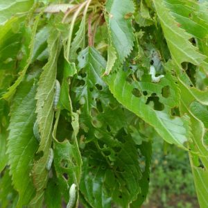 Fraßschäden an Blättern eines Kirschbaumes