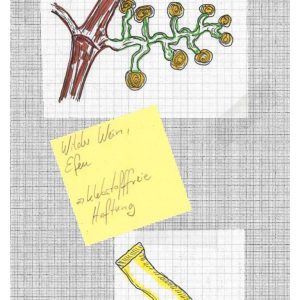 Zeichnung: Kletterpflanzen, Haftorgane