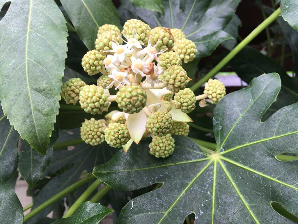 Die Fatsie (Fatsia japonica) – ein ausgefallener Strauch für den Garten »  Landesbetrieb Landwirtschaft Hessen