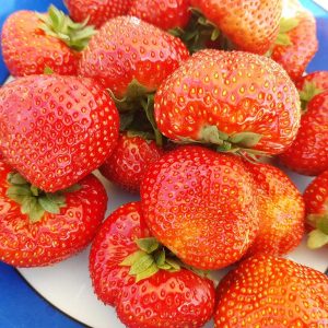 frisch geerntete Erdbeeren auf einem Teller