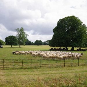 Multispezies-Beweidung mit Rindern der Rasse Old Gloucester und Lleyn-Schafen