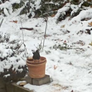 durstige Amsel an einer Vogeltränke im Winter