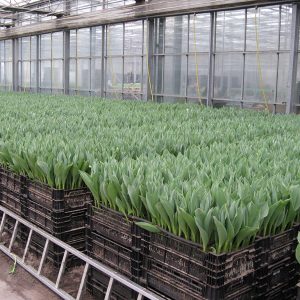 Tulpen, die in Erde in Kunststoffkisten gesteckt wurden, während der Treibphase im Gewächshaus