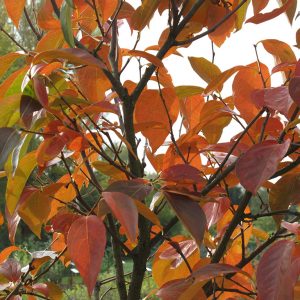 Herbstfärbung des Kakibaumes