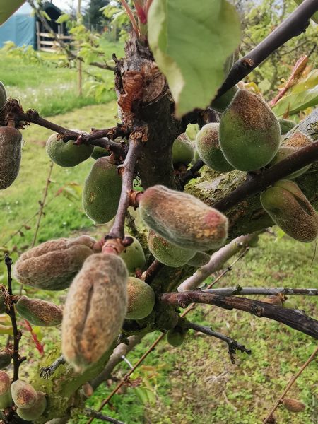
Frost setzt hessischen Obstkulturen zu – Ernteausfälle noch nicht abschätzbar				