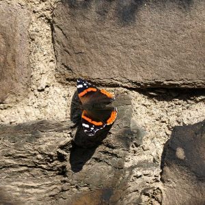 Ein schwarzer Schmetterling mit orangenem Muster - ein Admiral - sonnt sich an einer Hauswand