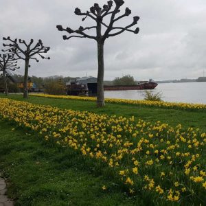 Man sieht zwei leuchtend gelb blühende Reihen von Narzissen auf einer Wiese. Dahinter fließt der Rhein. Vier noch blattlose Platanen thronen darüber.