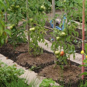 Beet mit Tomatenpflanzen, der Boden ist mit einer dünnen Schicht angetrocknetem Rasenschnitt abgedeckt