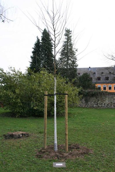Ein Baum kurz nach der Pflanzung: links und rechts des Stammes steht ein Pfahl mit etwas Abstand zum Stamm, am oberen Ende eines Pfahles befindet sich die Bindung zum Baum in Form Schlaufe aus breiterem Band, der Stamm selber ist bis zum Kronenansatz weiß gestrichen