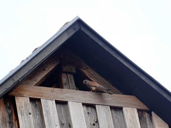 Turmfalke vor seinem Nistplatz im Giebelbereich eines Holzhauses