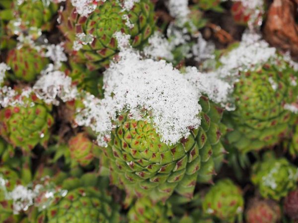 Detailaufnahme einer Sukkulentenpflanze, die teilweise mit Schnee bedeckt ist