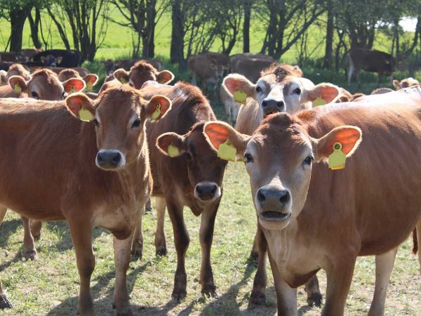 Jungvieh auf der Weide