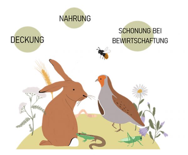 Grafik: Wildblumenwiese mit Hase, Rebhuhn, Eidechse, Grashüpfer, Regenwurm und Biene