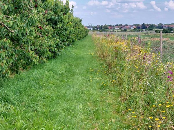 Rechts im Bild ein blühender Blühstreifen, mittig ein Grasstreifen, links sind Kirschbäume mit reifen Früchten zu sehen, im Hintergrund ist Wohnbebauung erkennbar