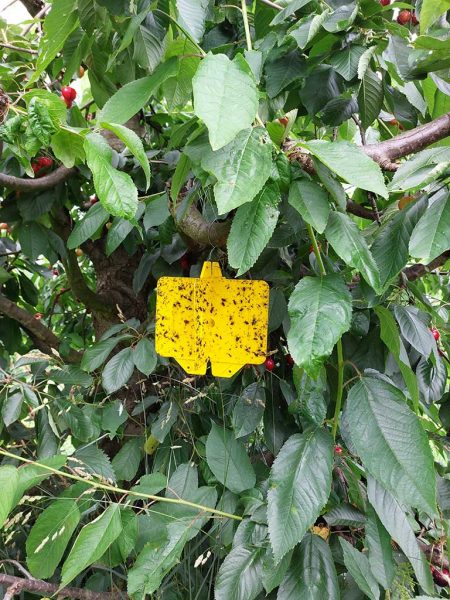 Gelbtafel im belaubten Kirschbaum, vereinzelt sind reife Kirschen zu sehen