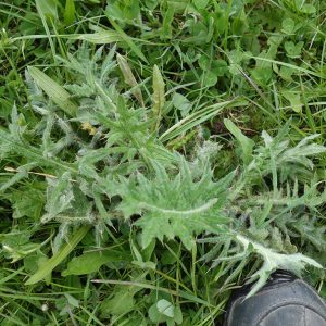 Distel auf einer Grünlandfläche; im Vordergrund sieht man eine Schuhspitze