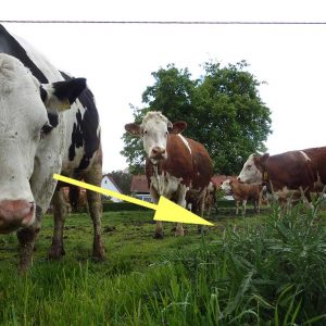 Fleckvieh auf einer Weide; im Vordergrund rechts sieht man (mit gelbem Pfeil markiert) Disteln