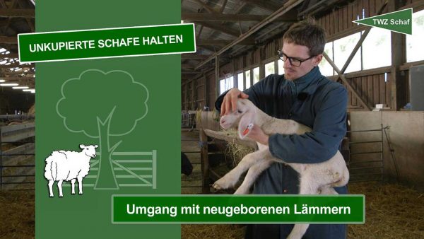 Thumbnail zum Video - Unkupierte Schafe halten - Umgang mit neugeborenen Lämmern; Zu sehen ist ein Tierarzt, in einem Stall, der ein Lamm im Arm hält und es untersucht