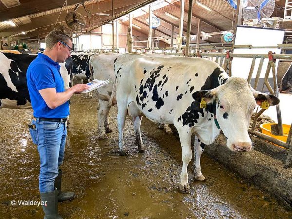 Ein Mann mit Gummistiefeln steht vor einer schwarz-weiß geflckten Kuh in einem Kuhstall; er hält ein Klemmbrett, Stift und Smartphone in den Hönden; im Hintergrund sind mehrere Kühe zu sehen