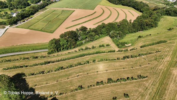 Drohnenaufnahme eines Agroforstsystems; Foto: © Tobias Hoppe, Bioland e. V.