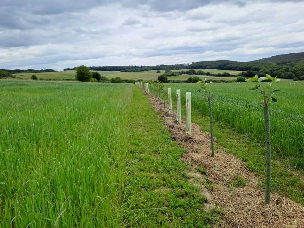 gepflanzte Baumreihe in einem Agroforstsystem mit Kleegras-Mulch