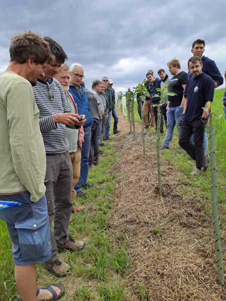 Personengruppe betrachtet Baumreihe mit Baumschutz in einem Agroforstsystem