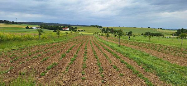 Agroforstsystem: Walnuss-Junganlage mit Kartoffelanbau