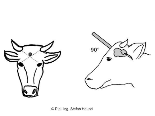 Frontales Bild eines gezeichneten Kuhkopfes auf der linken Seite der Abbildung. Einzeichnung zweier diagonal gestrichelter Linien, die vom Hornansatz bis zur gegenüberliegenden Mitte der Überaugenwulst reichen. Markierungspunkt zum Anhalten des Bolzenschussgerätes liegt genau oberhalb des Kreuzungspunktes der gestrichelten Linien. Auf der rechten Seite der Abbildung wird ein Kuhkopf im Seitenprofil gezeigt. Zu sehen ist außerdem das Hirn und das korrekt angesetzte Bolzenschussgerät. Unterhalb des Bolzenschussgerätes steht 90° als zusätzlicher Hinweis für den korrekten Ansatz des Gerätes.