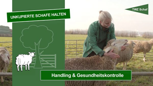 Thumbnail zum Video - Unkupierte Schafe halten - Handling & Gesundheitskontrolle; Zu sehen ist eine Tierärztin, die ein Schaf auf einer Weide 