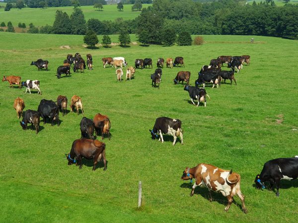 Milchviehherde auf einer Weide, im Hintergrund sind Laubbäume