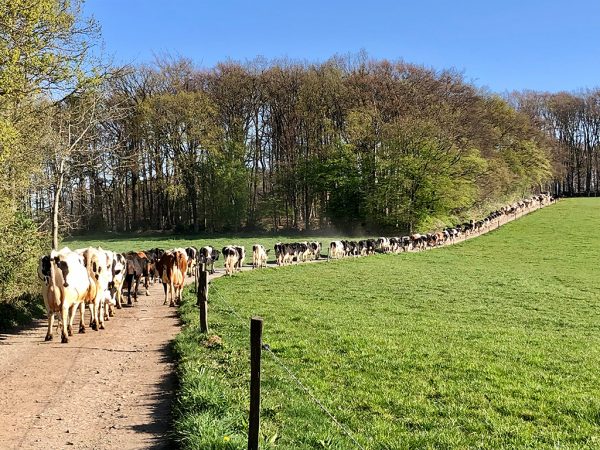 Eine Milchviehherde läuft einen unbefestigen Weg entlang. Rechts ist eine umfriedete Weide zu sehen, links austreibende Bäume.