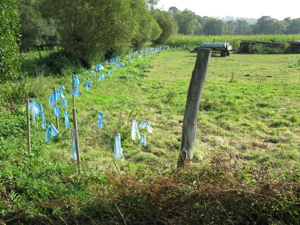 Zaun, an dem in engem Abstand blauen Lappen befestigt sind, im Hintergrund ist ein Maisfeld, links sind Bäume.