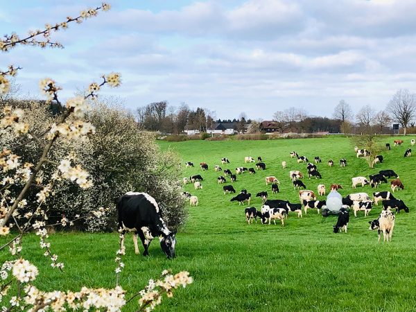 Milchviehherde beim Grasen auf der Weide, links ist blühender Schlehdorn zu sehen.