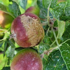 2 rote Äpfel mit erkennbaren braunen Flecken hängen am Baum