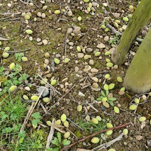 unterentwickelte Aprikosen liegen am Boden unter einem Aprikosenbaum